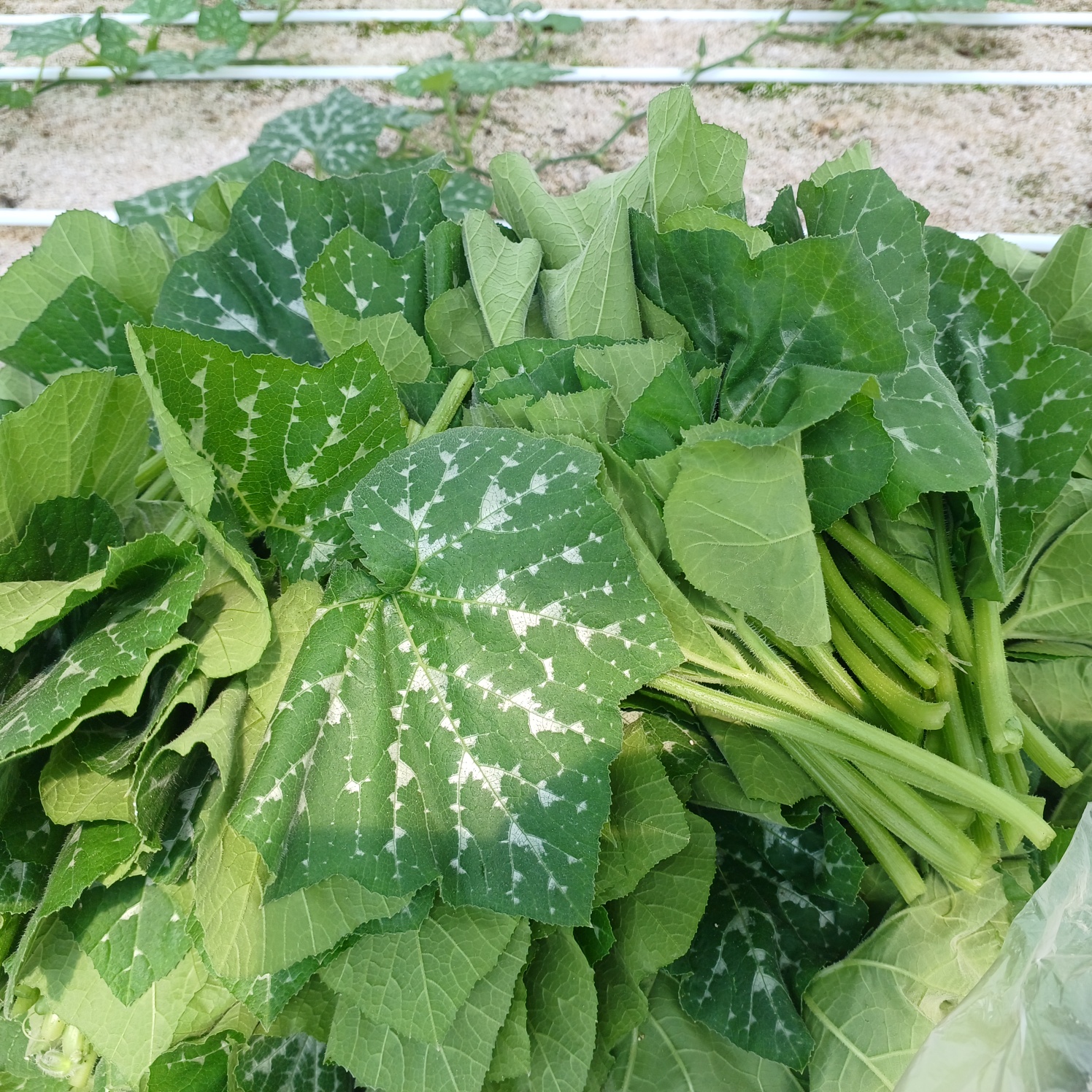 GAP 호박순 호박잎 조선 토종 충북 산지직송 아이스포장 500g 1kg - 상세 이미지 2