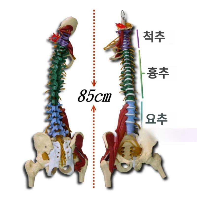 척추 뼈모형 인체 과학실 교육용 모델 관절 해부 골반 보건 허리 실습용 학교 구조 - 상세 이미지 5
