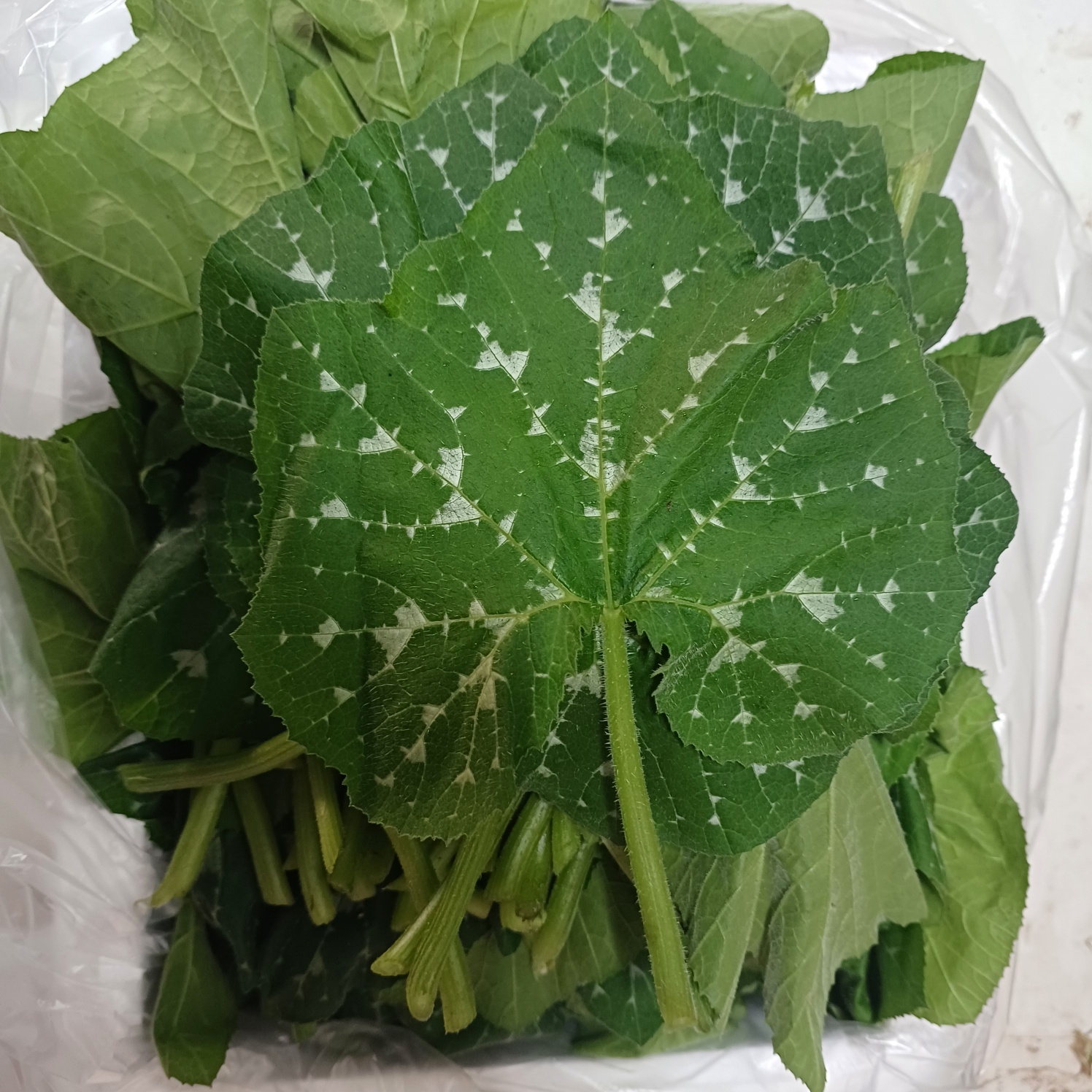 GAP 호박순 호박잎 조선 토종 충북 산지직송 아이스포장 500g 1kg - 상품 이미지
