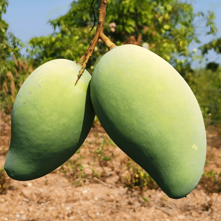 신선마켓 그린망고 코끼리망고 5kg, 1개 - 상세 이미지 4