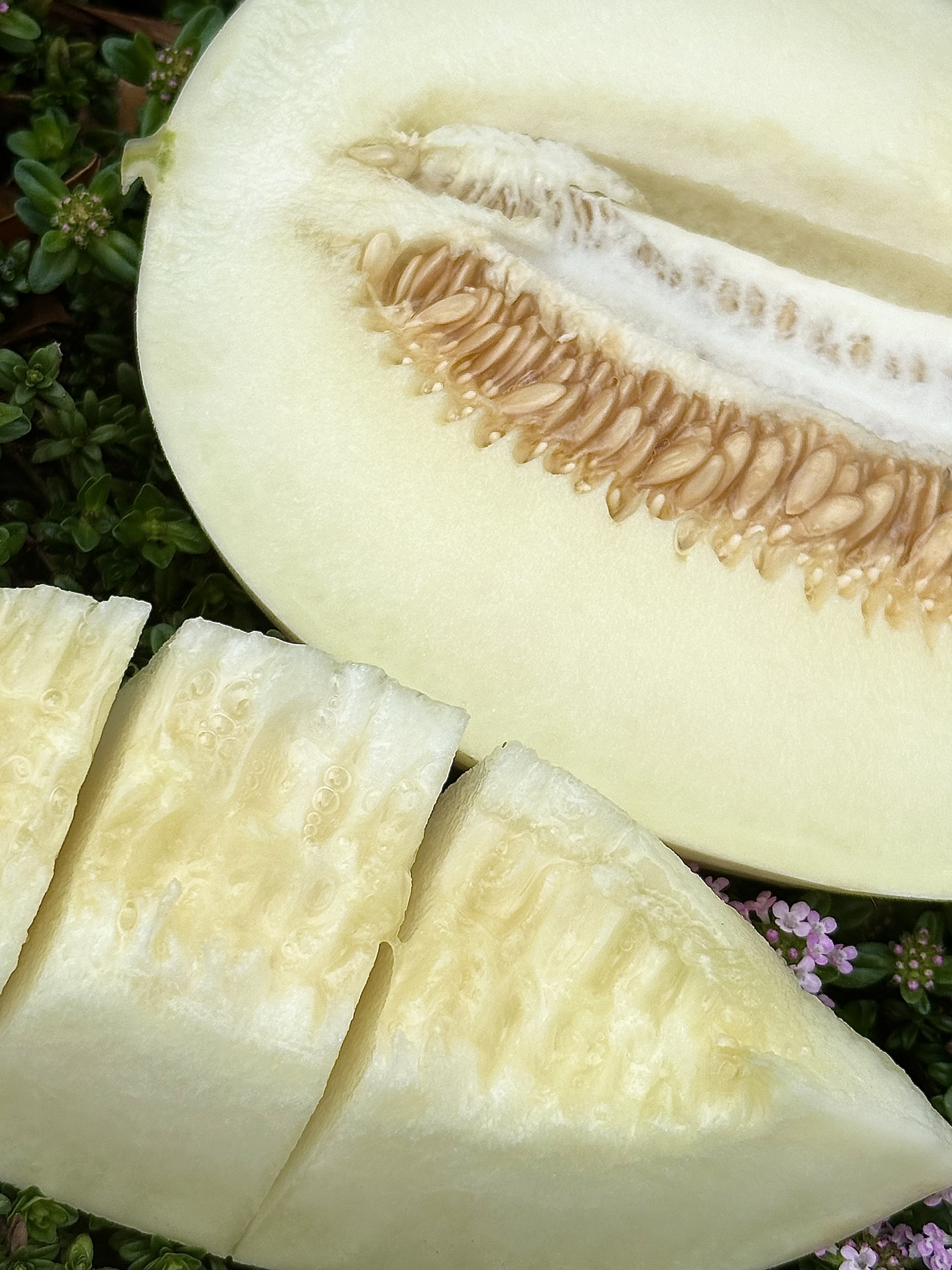 메론 제철 설향 하미과 그린 골드 머스크메론 프리미엄 산지직송 고당도 멜론 선물세트 가정용 이미지 6