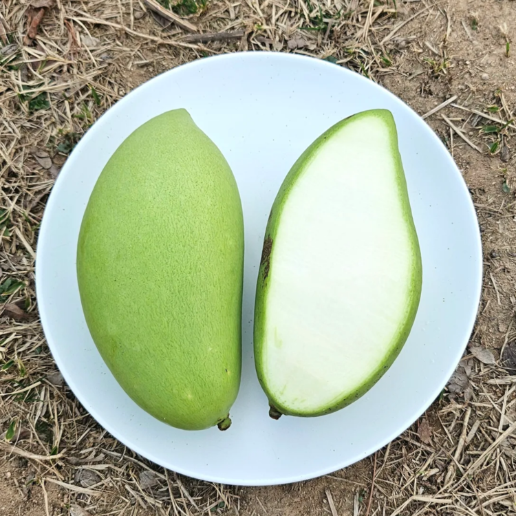 신선마켓 그린망고 코끼리망고 5kg, 1개 - 상세 이미지 3