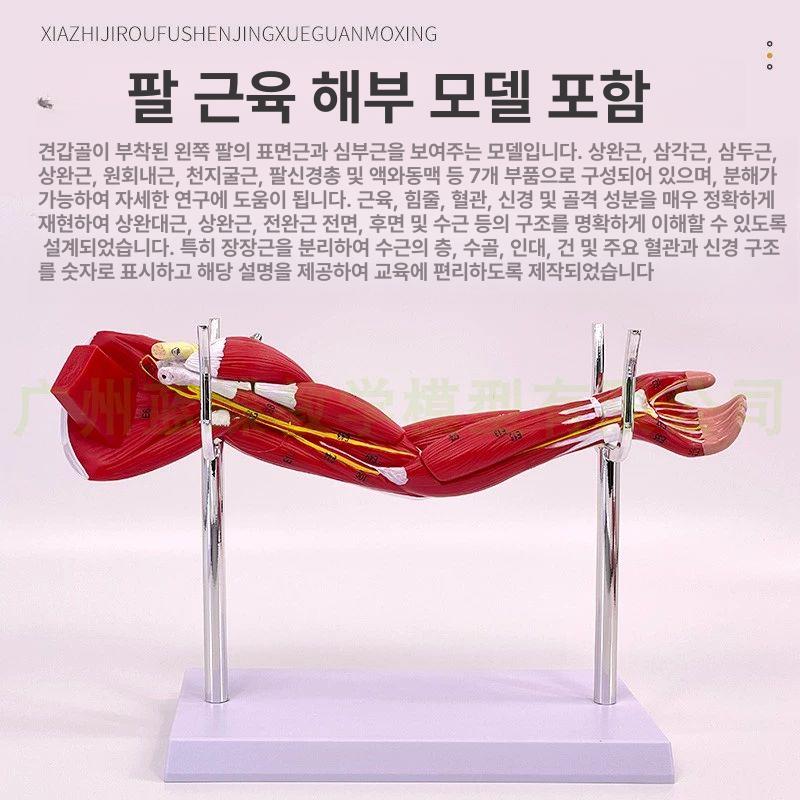 해부학 근육모형 인체 골격 신경계 교육용 의료 스터디 모델 구조 학습 - 상세 이미지 3