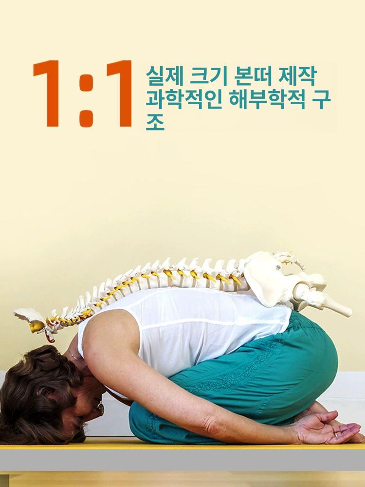 교육용 척추모형 한의원 병원 물리치료 해부학 골격모델 의료용 인체모형 척추 뼈모형 실습용 - 상세 이미지 4