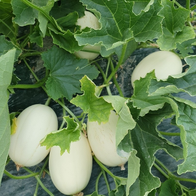 메론 제철 설향 하미과 그린 골드 머스크메론 프리미엄 산지직송 고당도 멜론 선물세트 가정용 - 상세 이미지 4