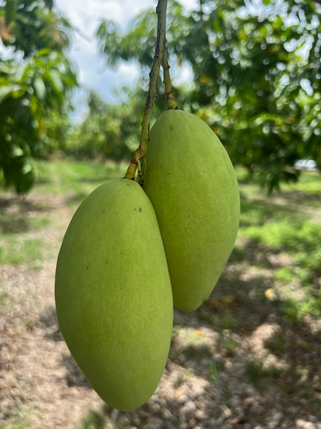 신선마켓 그린망고 코끼리망고 5kg, 1개 이미지 6