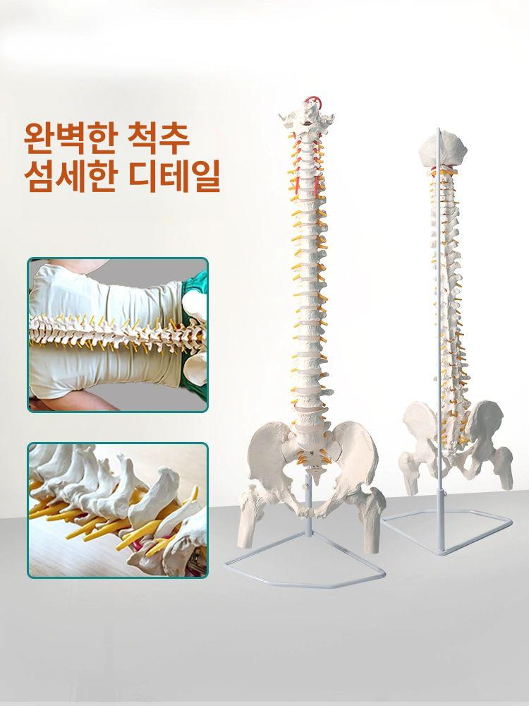 교육용 척추모형 한의원 병원 물리치료 해부학 골격모델 의료용 인체모형 척추 뼈모형 실습용 - 상세 이미지 2