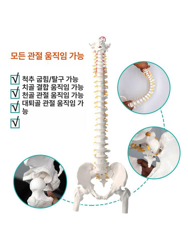 교육용 척추모형 한의원 병원 물리치료 해부학 골격모델 의료용 인체모형 척추 뼈모형 실습용 - 상세 이미지 3