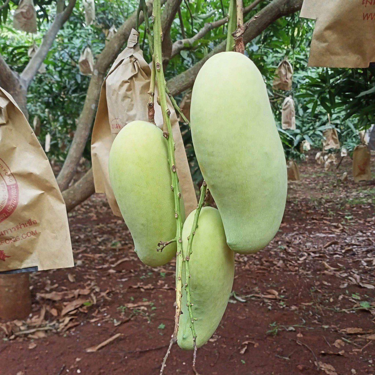 신선마켓 그린망고 코끼리망고 5kg, 1개 이미지 8