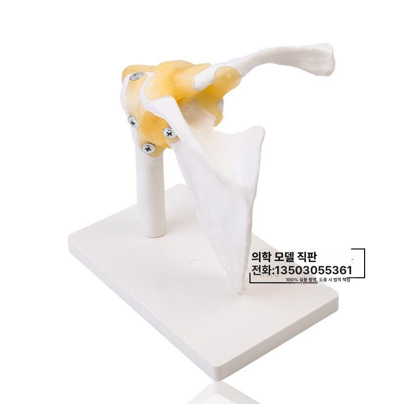 관절 모형 어깨뼈 모델 인체 골격 뼈대 척추 의학용 교육 해부학 표본 정형외과 - 상세 이미지 5
