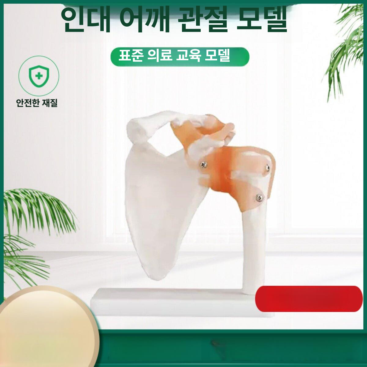 관절 모형 어깨뼈 모델 인체 골격 뼈대 척추 의학용 교육 해부학 표본 정형외과 - 상세 이미지 2