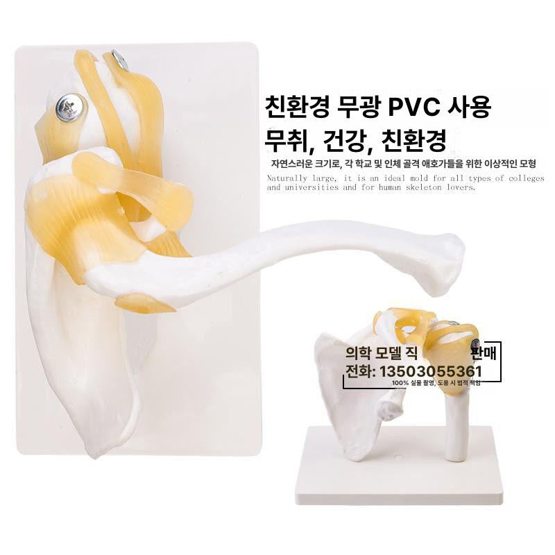 관절 모형 어깨뼈 모델 인체 골격 뼈대 척추 의학용 교육 해부학 표본 정형외과 - 상세 이미지 3