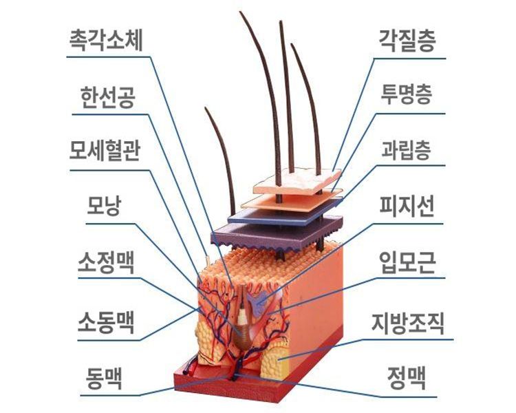 교육용 피부모형 두피 미용 해부학교육 땀샘 지방모형 학습 피부조직모형 - 상세 이미지 5