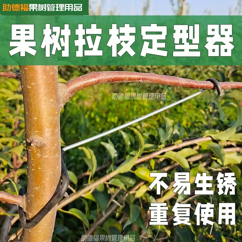 사과나무 고정기구 지주대 클립 과수목 지지대 묘목 - 상세 이미지 2