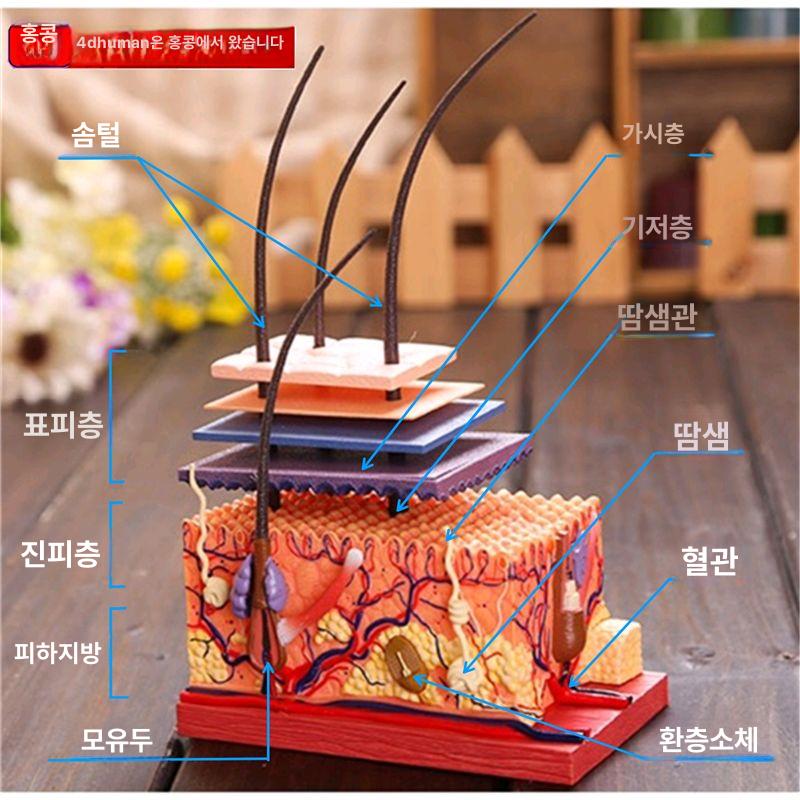 교육용 피부모형 두피 미용 해부학교육 땀샘 지방모형 학습 피부조직모형 - 상품 이미지