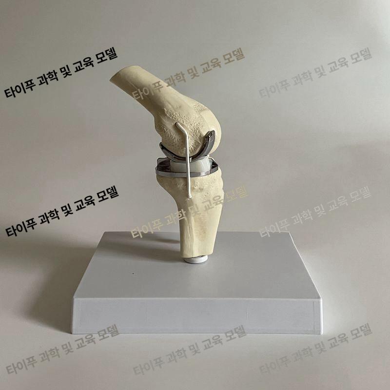 교육용 인체모형 해부학 구조 모델 신체 관절모형 실습용 해부모형 - 상세 이미지 4