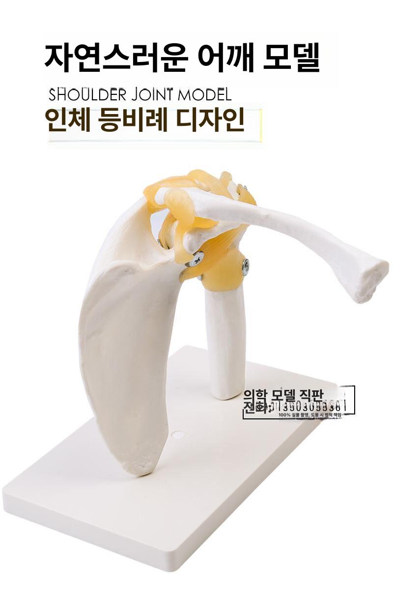 관절 모형 어깨뼈 모델 인체 골격 뼈대 척추 의학용 교육 해부학 표본 정형외과 - 상세 이미지 4