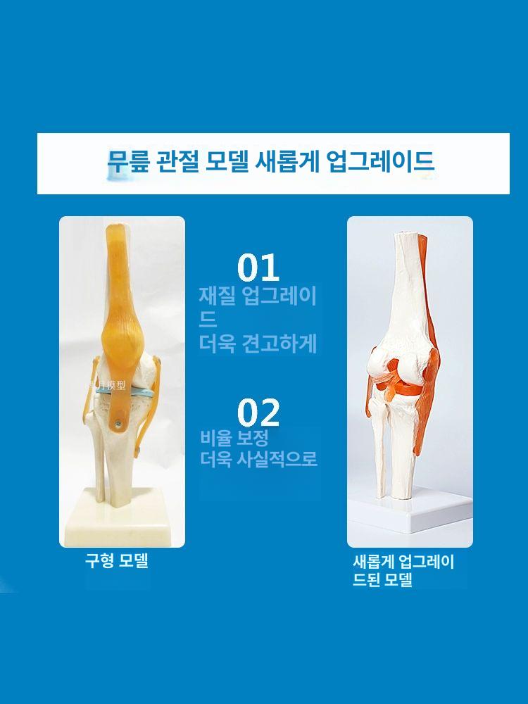 교육용 무릎관절모형 의학 해부학 정형외과 구조 의료 관찰 실습용 뼈모형 신체 - 상세 이미지 5