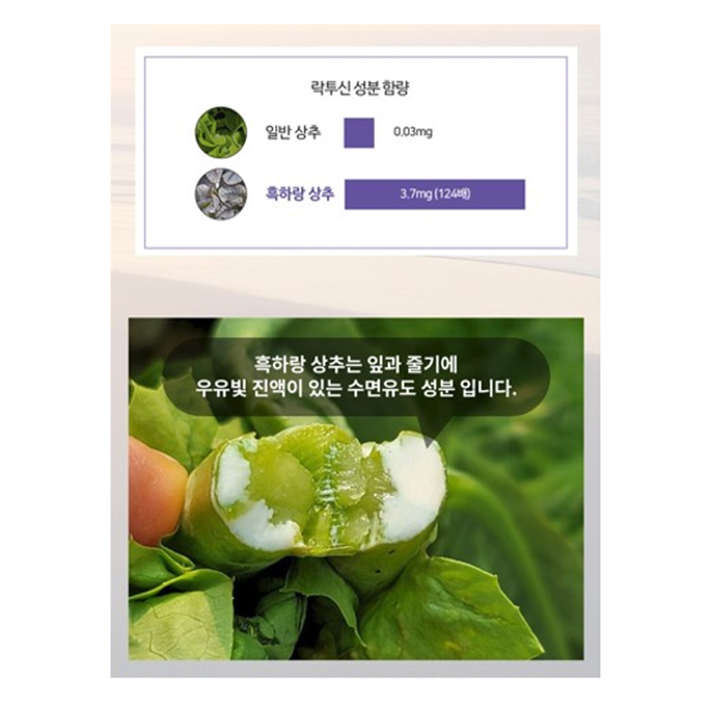 10티 잠을자도피곤 잠안올때 꿀잠 수면유도 카페인제로 유기농 흑하랑 단꿈나라 상추차 - 상세 이미지 2