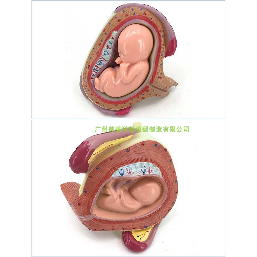 태아 배아 발달 인체 모형 용 산부인과 구조 해부학 8P - 상세 이미지 3