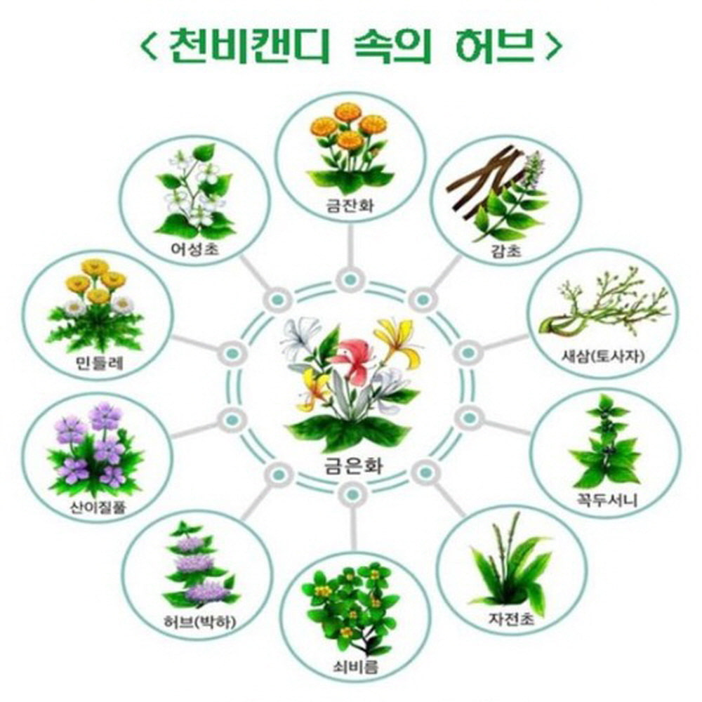목이시원 가슴이확 운전자졸음방지 코막힘 허브추출물 금은화 무설탕 천비캔디 3개 - 상세 이미지 4