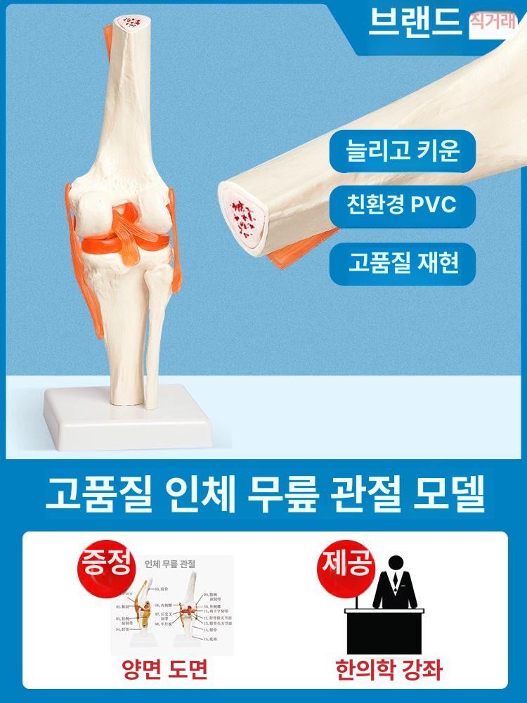 교육용 무릎관절모형 의학 해부학 정형외과 구조 의료 관찰 실습용 뼈모형 신체 - 상세 이미지 2