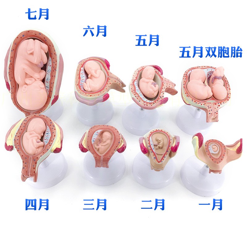 태아 배아 발달 인체 모형 용 산부인과 구조 해부학 8P - 상세 이미지 2