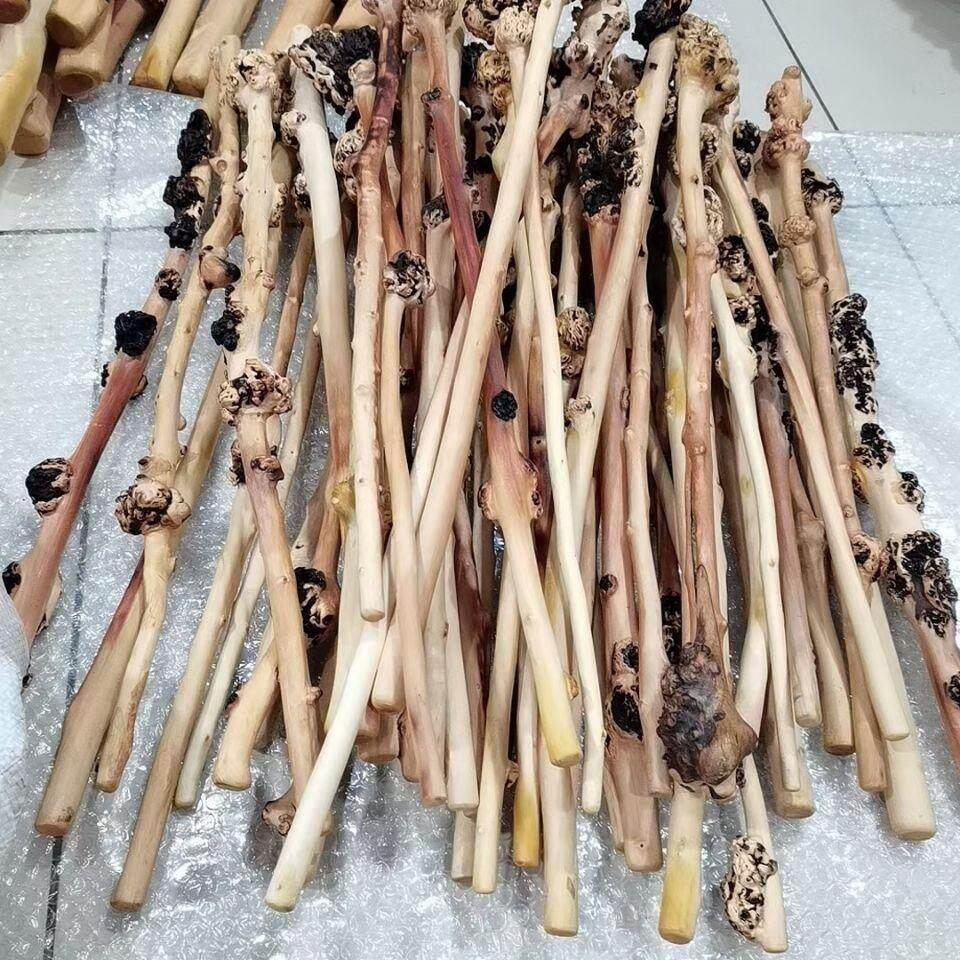 연수목 어르신 감태나무지팡이 걸음 장수나무 걷기 자연목 흑단 보행보조 노인지팡이 - 상세 이미지 3