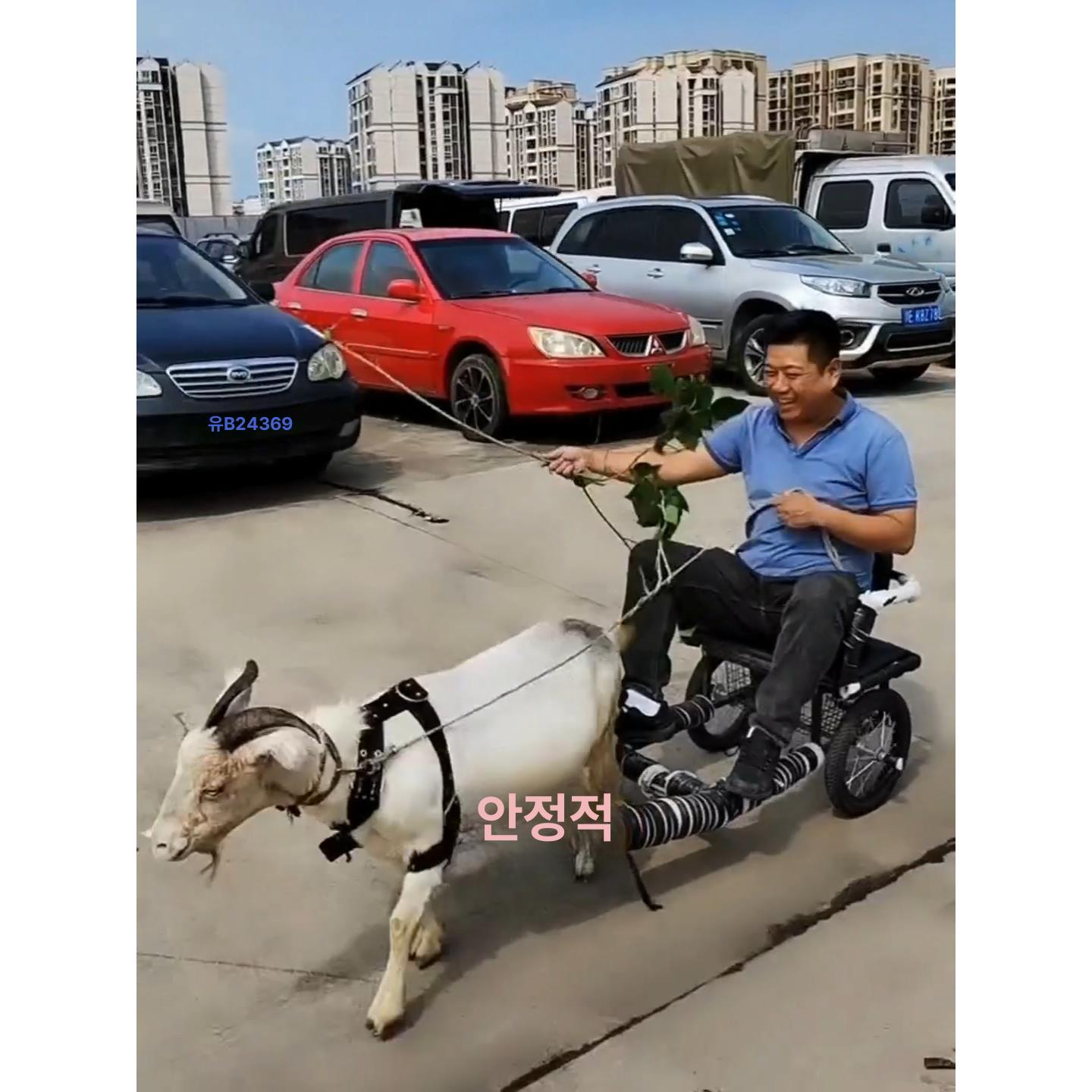 접이식 카트 개썰매 트레일러 수레 이륜차 끌차 운반차 바퀴 폴딩 브레이크 핸드카트 - 상세 이미지 4