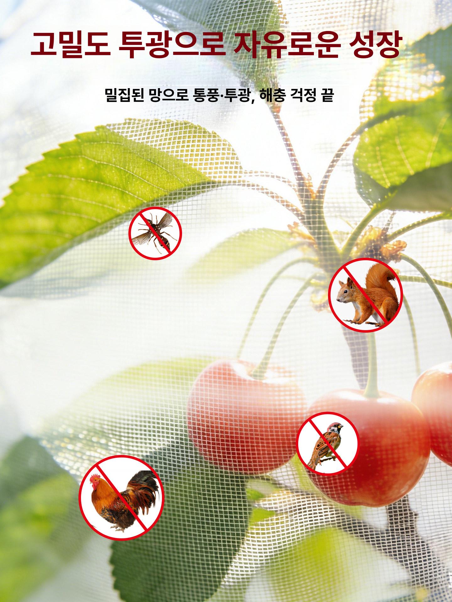 올렌토 블루베리방조망 그물망 새망 정원 농업용 5m 5m - 상세 이미지 2