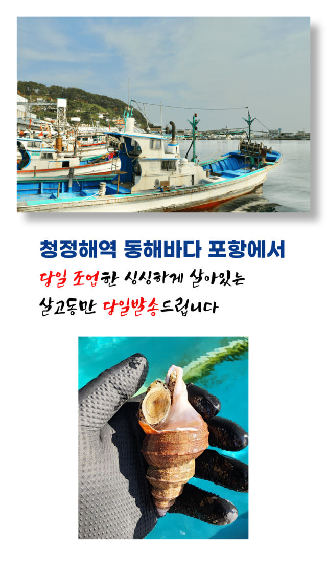 포항 자연산 골뱅이 살고동 2kg