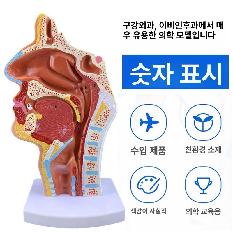 인체해부학 3D 입체 조립 교육용 교구 의학 실습 모형 병원 기관 조직 - 상세 이미지 4