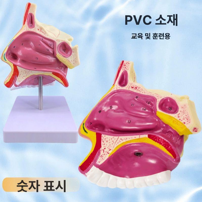 인체해부학 3D 입체 조립 교육용 교구 의학 실습 모형 병원 기관 조직 - 상세 이미지 3
