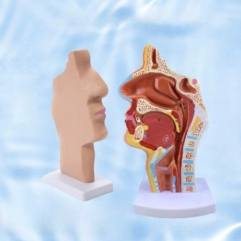 인체해부학 3D 입체 조립 교육용 교구 의학 실습 모형 병원 기관 조직 - 상품 이미지