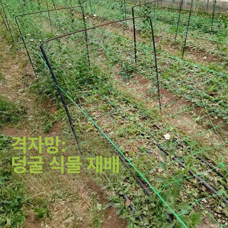 절화망 농작물 수량 조절용 격자망 네트 화훼 재배용 식물 보호망 고추 가지 텃밭 - 상세 이미지 3