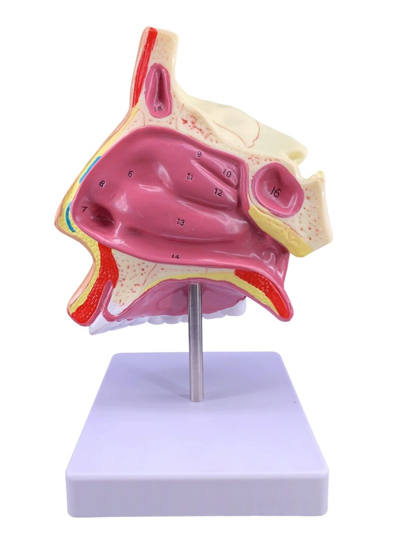 인체해부학 3D 입체 조립 교육용 교구 의학 실습 모형 병원 기관 조직 - 상세 이미지 5