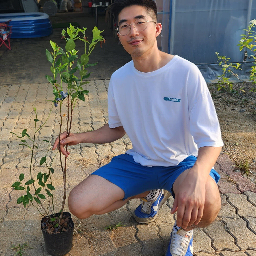 블루베리나무 듀크 6치포트