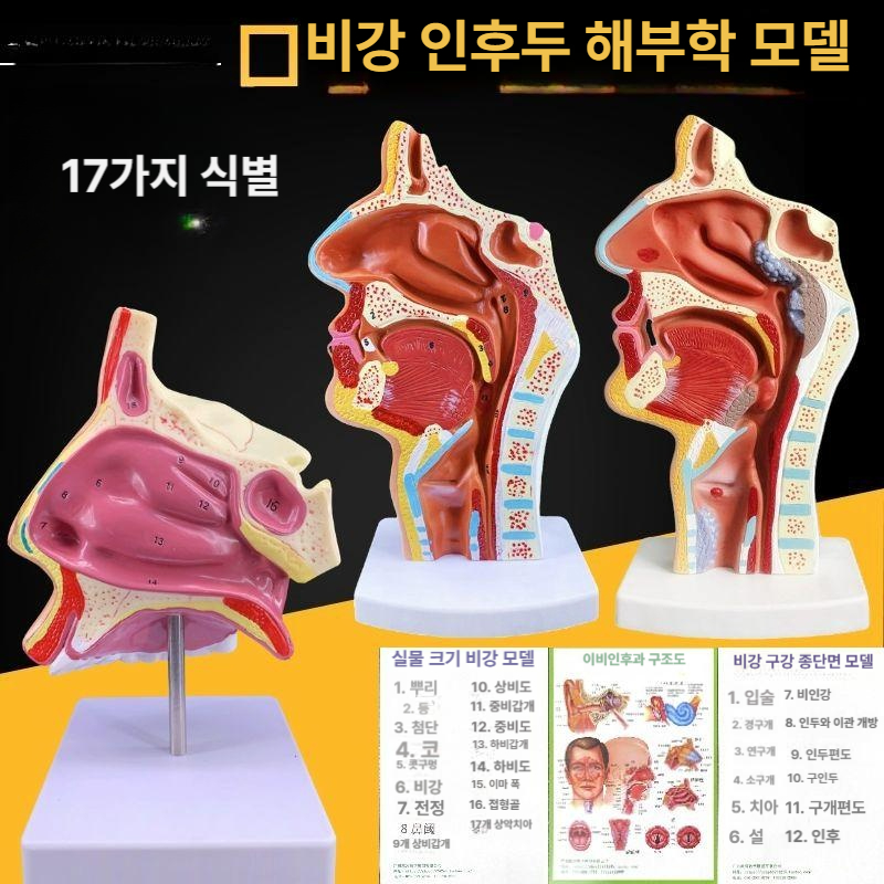 인체해부학 3D 입체 조립 교육용 교구 의학 실습 모형 병원 기관 조직 - 상세 이미지 2