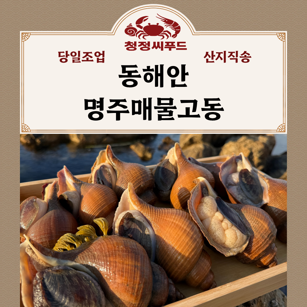청정씨푸드 동해안 자연산 나발고동 명주매물고동 1kg - 상품 이미지