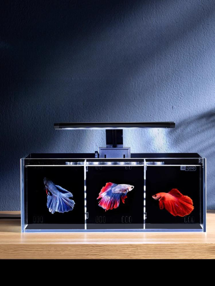 베타어항 파티션 미니수족관 칸막이 아쿠아리움 관상어 사육통 - 상품 이미지