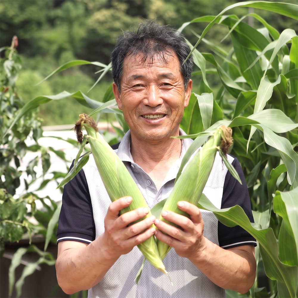 흑찰옥수수 초당옥수수 산지직송 찰옥수수 냉동 옥수수 구매팁