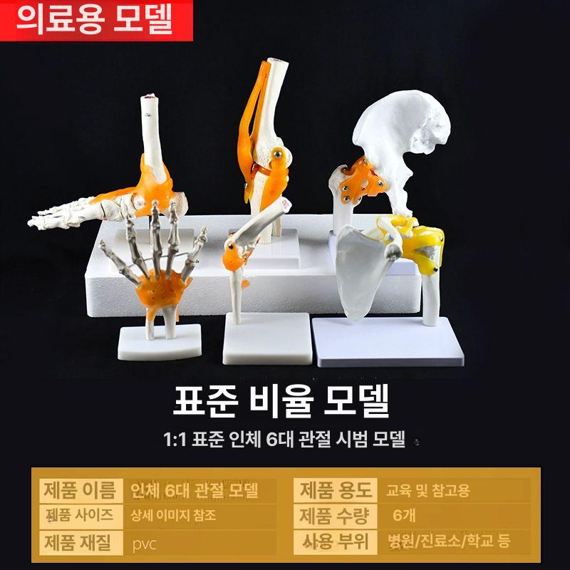 해부학 뼈모형 인체 관절 교육용 구조 근육 과학 해골모형 척추 실습용 뼈대 - 상세 이미지 3