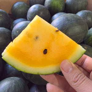 GAP 저탄소 블랙망고수박 4-5kg 12Brix 고당도 노란 흑미수박 맛있게 먹은 솔직 후기 - 상품 이미지 4