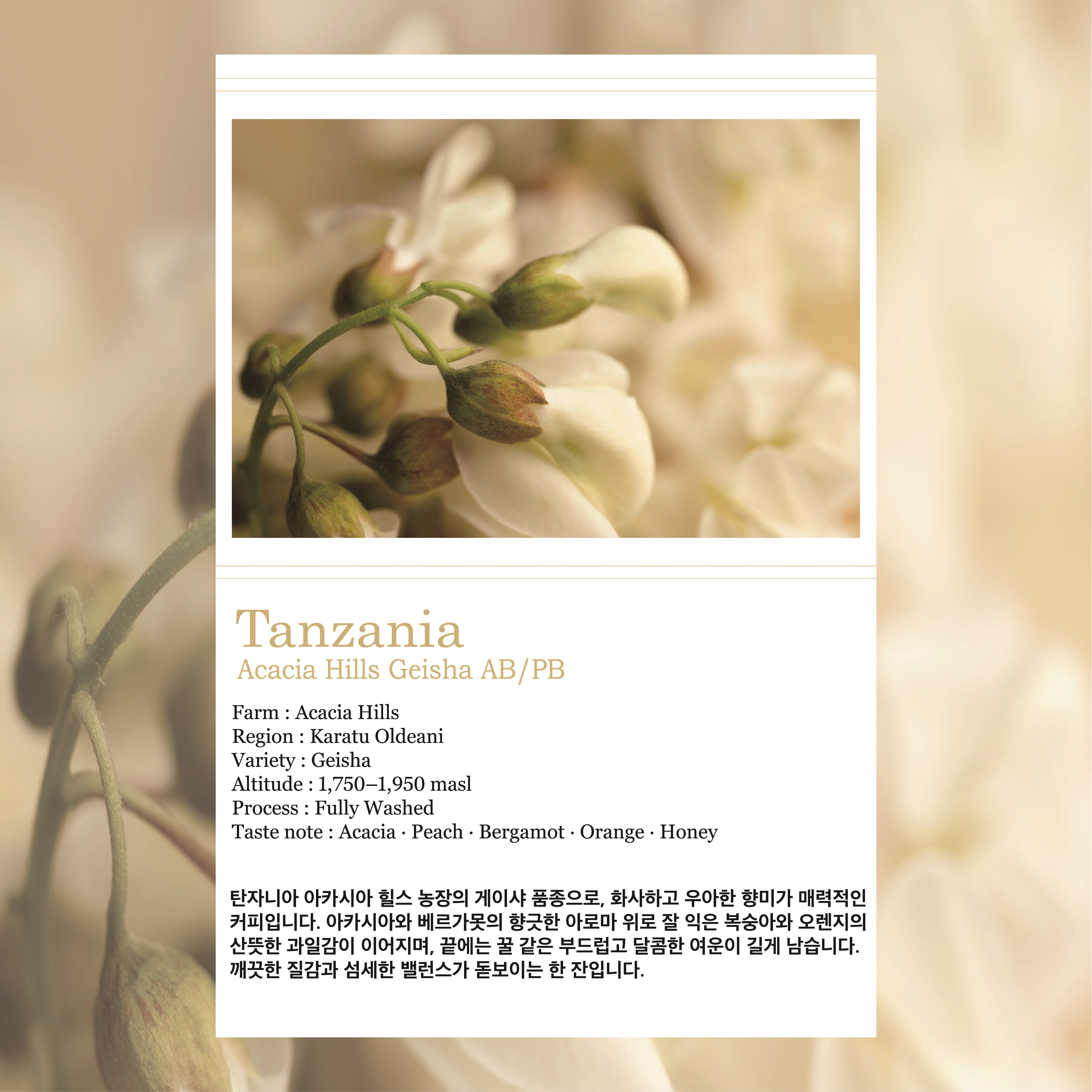 탄자니아 아카시아 힐스 게이샤 AB/PB 간결 커피 싱글 오리진 원두 200g - 상품 이미지