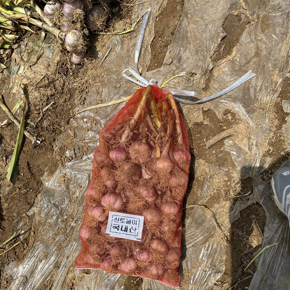 2026 햇마늘 산지직송 국내산 통마늘 제철 생마늘 1kg - 상세 이미지 4