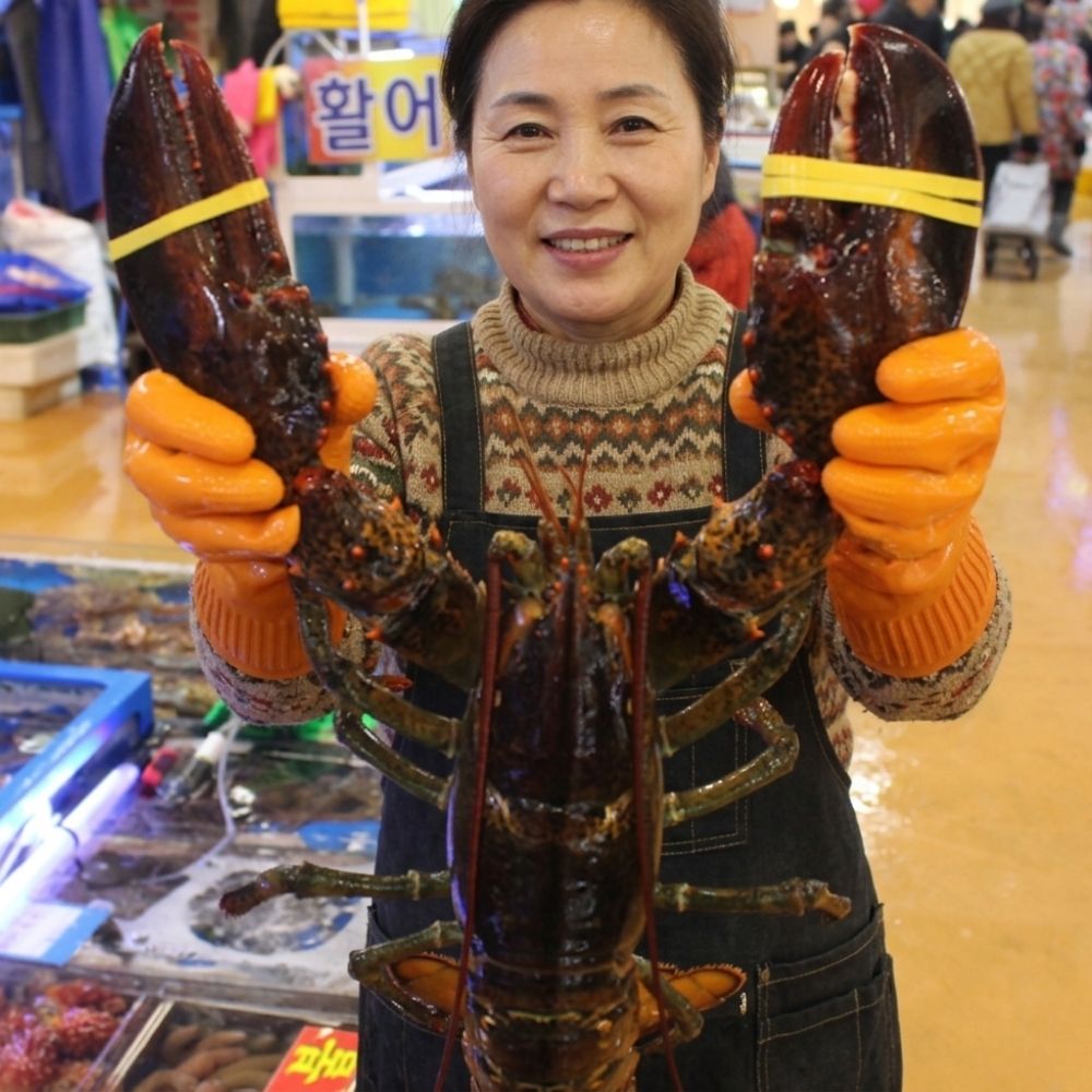 캐나다 랍스터시세 갯가재 랍스터 랍스타 갯가재철 랑구스틴 바닷가재 500g - 상품 이미지