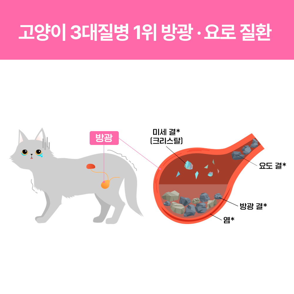 [슈퍼적립][사은품증정] 라이프펫 고양이 유산균 영양제 유리나리 방광염 노묘 요로결석 변비 신장+요로건강, 30포, 1개 - 상세 이미지 4
