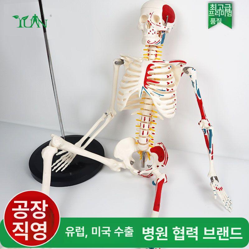 인체모형 척추 해골 교육용 해부 모델 신경 장기 조립 실습 뼈대 머리 학습 - 상세 이미지 2