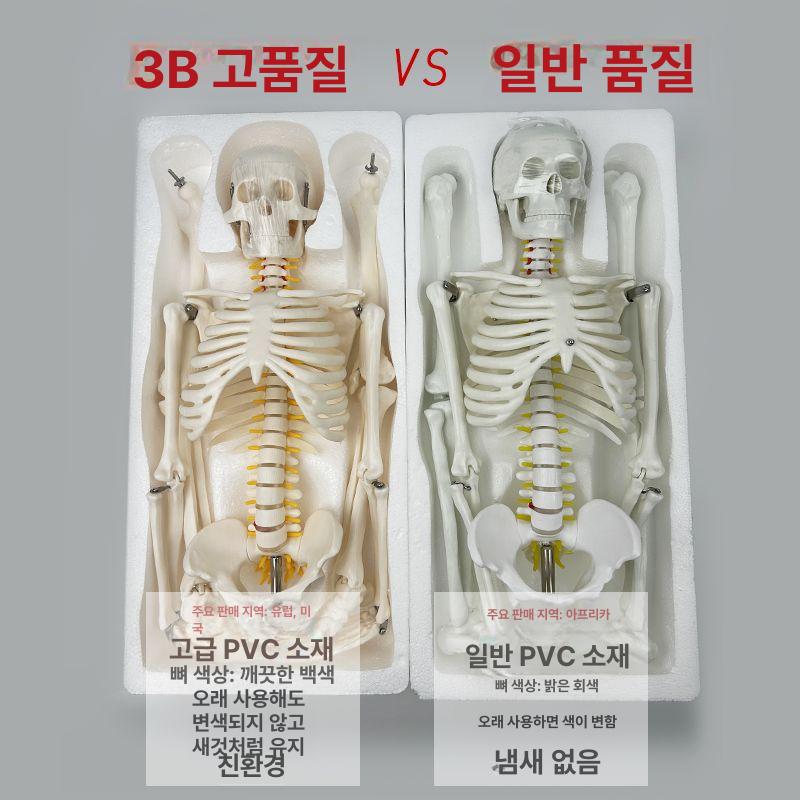 인체모형 척추 해골 교육용 해부 모델 신경 장기 조립 실습 뼈대 머리 학습 - 상세 이미지 3