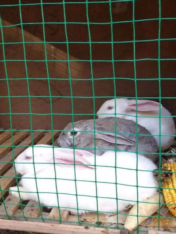 철조망 메쉬망 보호 양계망 휀스 그물망 높이 와이어메쉬 아연능형망 굵은 사각 - 상세 이미지 2